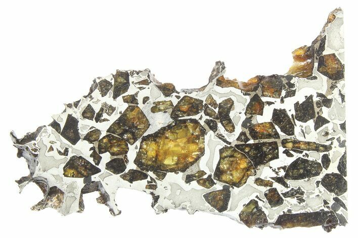 Brahin Pallasite Meteorite ( g) Slice - Belarus #269646